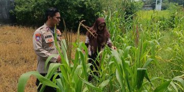 Polsek Krembung Apresiasi Sekolah Turut Dukung Ketahanan Pangan Melalui Tanaman Jagung