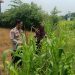 Polsek Krembung Apresiasi Sekolah Turut Dukung Ketahanan Pangan Melalui Tanaman Jagung