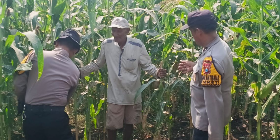 Polsek Balongbendo Dampingi Petani, Wujud Nyata Dukungan Ketahanan Pangan