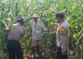 Polsek Balongbendo Dampingi Petani, Wujud Nyata Dukungan Ketahanan Pangan