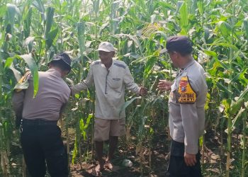 Polsek Balongbendo Dampingi Petani, Wujud Nyata Dukungan Ketahanan Pangan