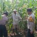 Polsek Balongbendo Dampingi Petani, Wujud Nyata Dukungan Ketahanan Pangan