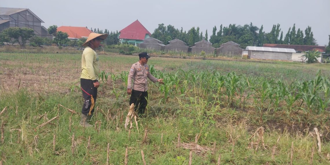 Motivasi Petani Desa Lebo, Polisi Pastikan Perkembangan Jagung Penuhi Swasembada Pangan