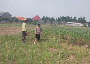 Motivasi Petani Desa Lebo, Polisi Pastikan Perkembangan Jagung Penuhi Swasembada Pangan