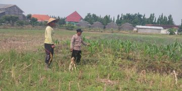 Motivasi Petani Desa Lebo, Polisi Pastikan Perkembangan Jagung Penuhi Swasembada Pangan