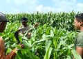 Polisi Bersama Petani di Balongbendo Kelola 21 Hektare Lahan Jagung Hibrida, Wujud Dukungan Ketahanan Pangan