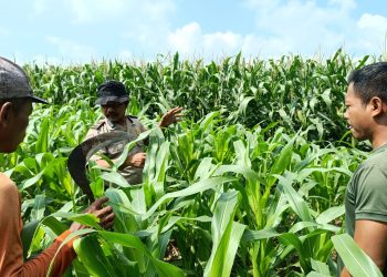 Polisi Bersama Petani di Balongbendo Kelola 21 Hektare Lahan Jagung Hibrida, Wujud Dukungan Ketahanan Pangan