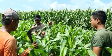 Polisi Bersama Petani di Balongbendo Kelola 21 Hektare Lahan Jagung Hibrida, Wujud Dukungan Ketahanan Pangan