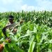 Polisi Bersama Petani di Balongbendo Kelola 21 Hektare Lahan Jagung Hibrida, Wujud Dukungan Ketahanan Pangan