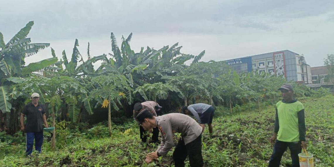 Polsek Waru Cek Perkembangan Tanaman Jagung di Desa Bungurasih