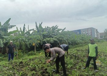 Polsek Waru Cek Perkembangan Tanaman Jagung di Desa Bungurasih