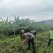 Polsek Waru Cek Perkembangan Tanaman Jagung di Desa Bungurasih