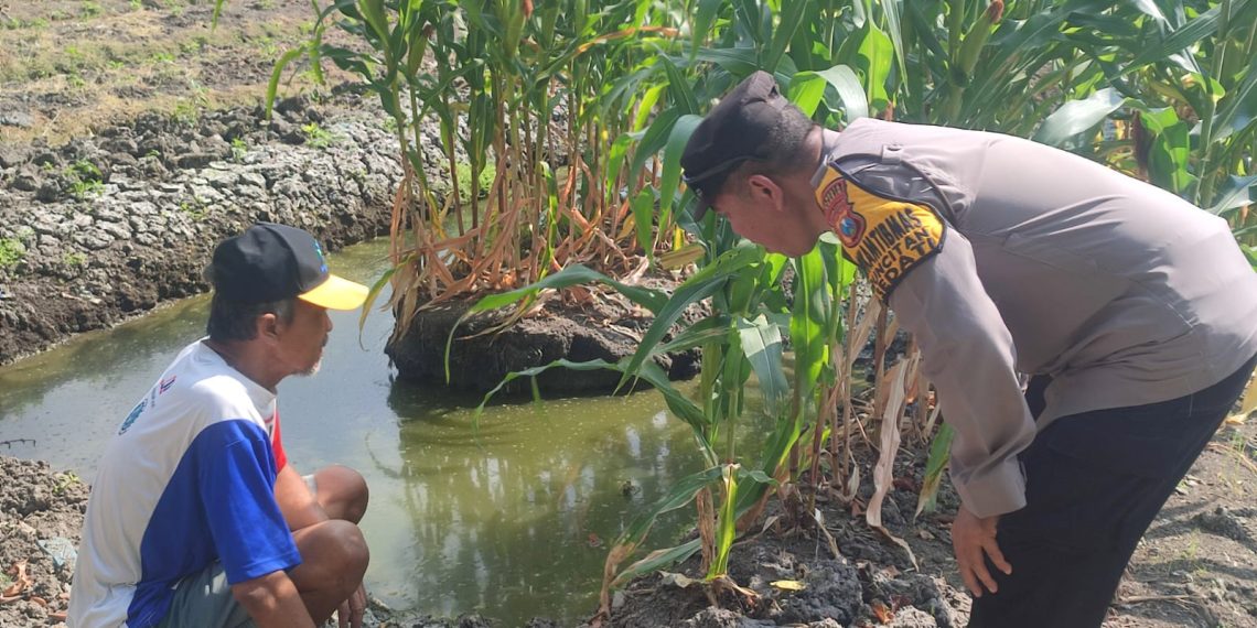 Polsek Sedati Pantau Perkembangan Tanaman Jagung di Desa Betro