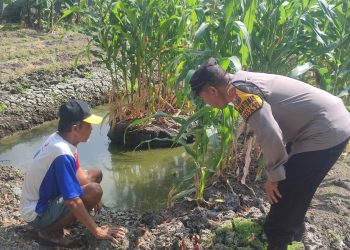 Polsek Sedati Pantau Perkembangan Tanaman Jagung di Desa Betro
