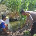 Polsek Sedati Pantau Perkembangan Tanaman Jagung di Desa Betro
