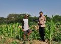 Polsek Krian Optimalkan Pertumbuhan Jagung Wujudkan Ketahanan Pangan