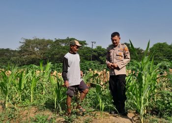 Polsek Krian Optimalkan Pertumbuhan Jagung Wujudkan Ketahanan Pangan