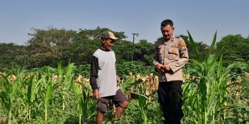 Polsek Krian Optimalkan Pertumbuhan Jagung Wujudkan Ketahanan Pangan