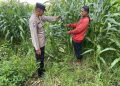 Polsek Tarik Dampingi Pengelolahan Tanaman Jagung di Desa Kemuning, untuk Ketahanan Pangan
