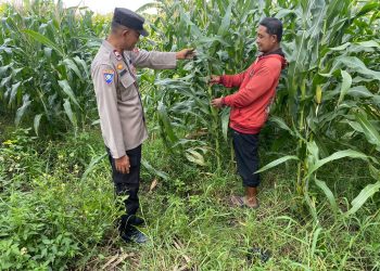Polsek Tarik Dampingi Pengelolahan Tanaman Jagung di Desa Kemuning, untuk Ketahanan Pangan