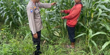 Polsek Tarik Dampingi Pengelolahan Tanaman Jagung di Desa Kemuning, untuk Ketahanan Pangan