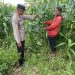 Polsek Tarik Dampingi Pengelolahan Tanaman Jagung di Desa Kemuning, untuk Ketahanan Pangan