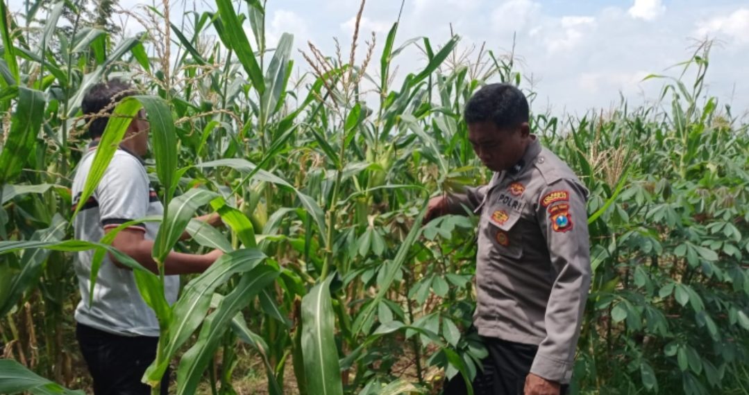 Dukung Ketahanan Pangan, Polsek Tulangan Gandeng Petani Optimalkan Tanaman Jagung Agar Berhasil