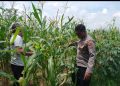 Dukung Ketahanan Pangan, Polsek Tulangan Gandeng Petani Optimalkan Tanaman Jagung Agar Berhasil