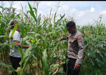 Dukung Ketahanan Pangan, Polsek Tulangan Gandeng Petani Optimalkan Tanaman Jagung Agar Berhasil