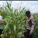Dukung Ketahanan Pangan, Polsek Tulangan Gandeng Petani Optimalkan Tanaman Jagung Agar Berhasil