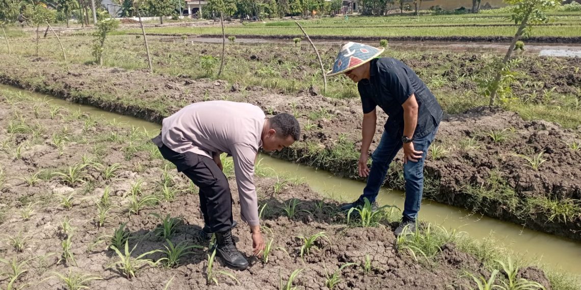 Polsek Wonoayu Cek Perkembangan Jagung di Desa Popoh, Wujudkan Swasembada Pangan