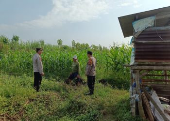 Polsek Porong Patroli Ketahanan Pangan di Desa Kesambi