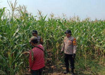 Polsek Balongbendo Dampingi Petani Rawat Jagung Hibrida Wujudkan Swasembada Pangan