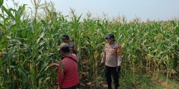 Polsek Balongbendo Dampingi Petani Rawat Jagung Hibrida Wujudkan Swasembada Pangan