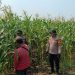 Polsek Balongbendo Dampingi Petani Rawat Jagung Hibrida Wujudkan Swasembada Pangan