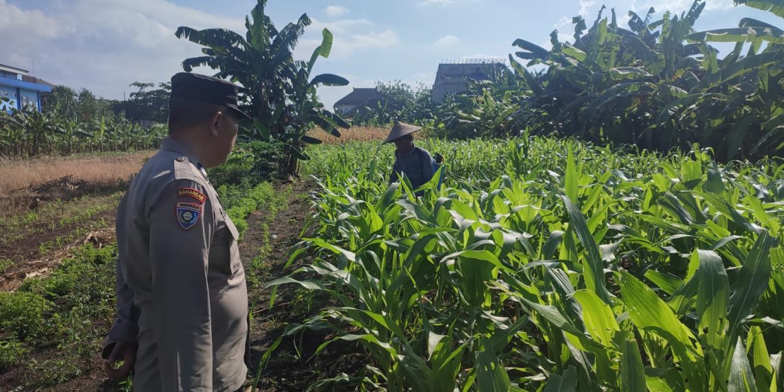 Polisi Dampingi Perawatan Lahan P2B, Perkuat Swasembada Pangan dan Tingkatkan Ekonomi Warga