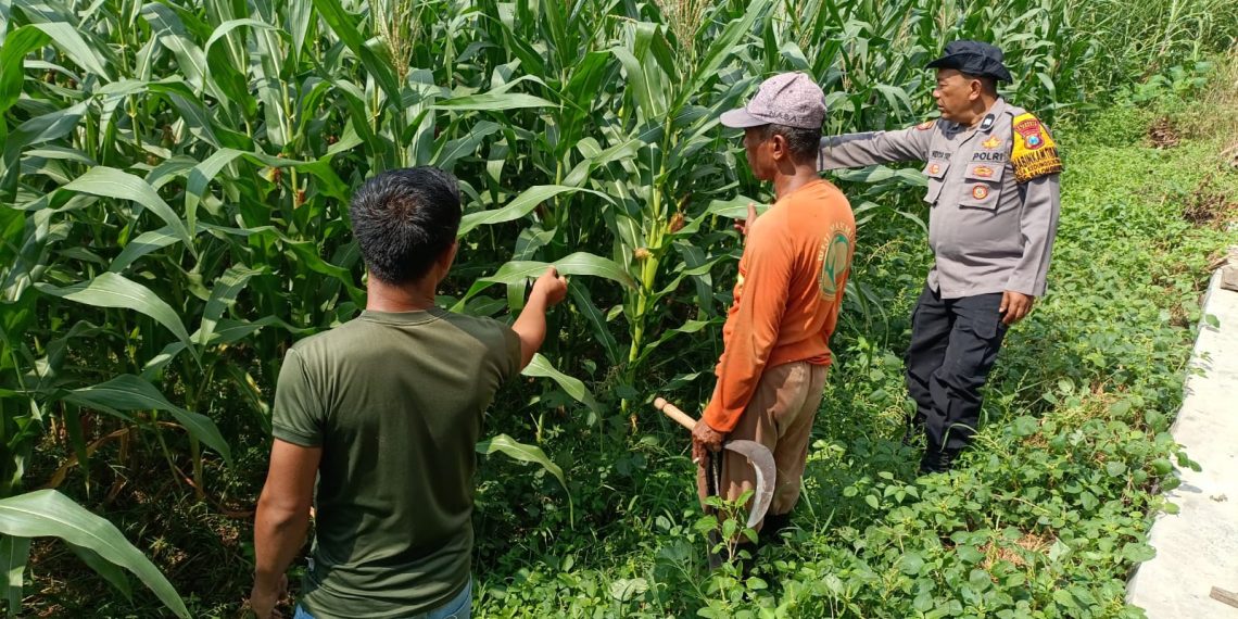 Sinergi Polisi dan Petani Kelola Lahan Jagung, Sukseskan Swasembada Pangan