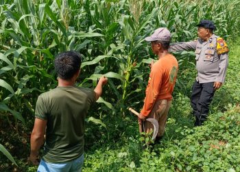 Sinergi Polisi dan Petani Kelola Lahan Jagung, Sukseskan Swasembada Pangan