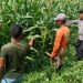 Sinergi Polisi dan Petani Kelola Lahan Jagung, Sukseskan Swasembada Pangan