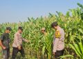 Bhabinkamtibmas Polsek Candi Intensif Dampingi Petani, Pastikan Tanaman Jagung Tumbuh Optimal
