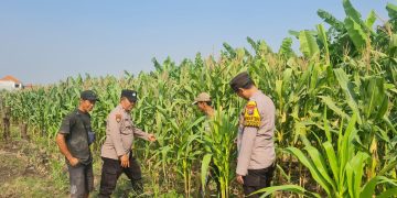Bhabinkamtibmas Polsek Candi Intensif Dampingi Petani, Pastikan Tanaman Jagung Tumbuh Optimal