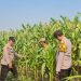 Bhabinkamtibmas Polsek Candi Intensif Dampingi Petani, Pastikan Tanaman Jagung Tumbuh Optimal