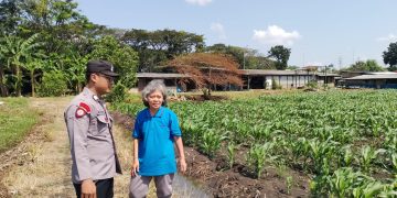 Polsek Taman Optimalkan Ketahanan Pangan Tanaman Jagung