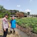 Polsek Taman Optimalkan Ketahanan Pangan Tanaman Jagung