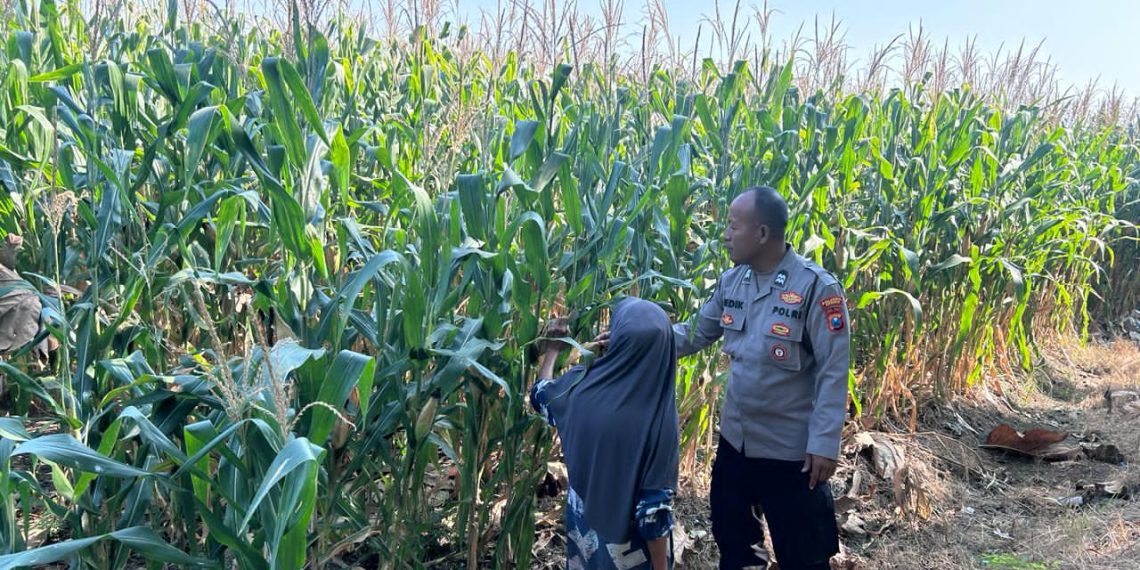 Bhabinkamtibmas Polsek Prambon Pantau Pertumbuhan Jagung, Sukseskan Ketahanan Pangan
