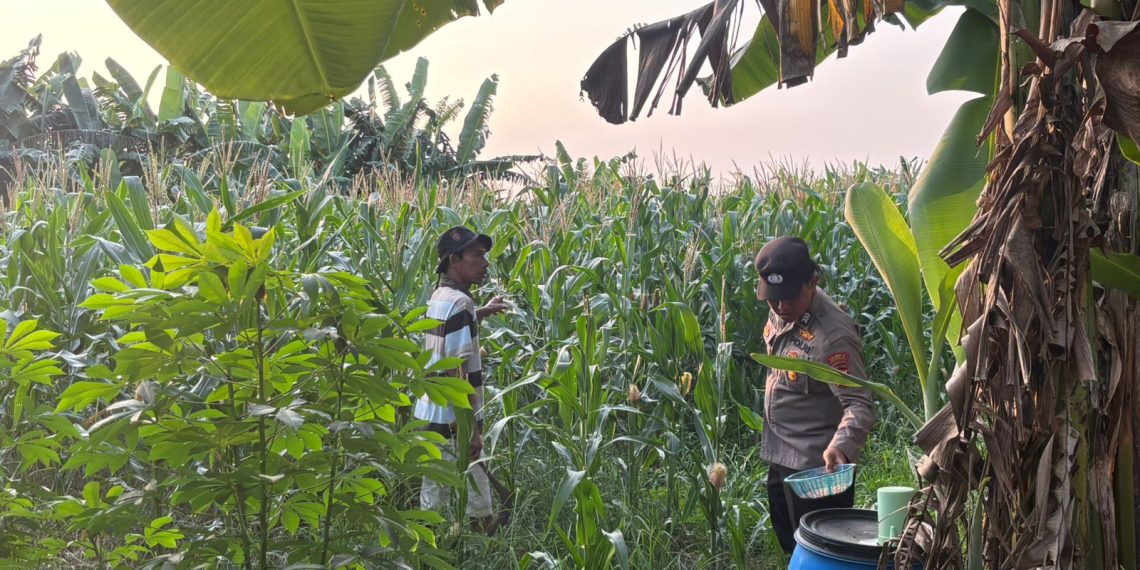 Polsek Gedangan Gandeng Petani Optimalkan Ketahanan Pangan Tanaman Jagung