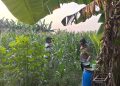 Polsek Gedangan Gandeng Petani Optimalkan Ketahanan Pangan Tanaman Jagung