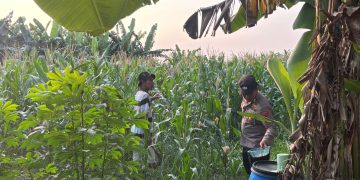 Polsek Gedangan Gandeng Petani Optimalkan Ketahanan Pangan Tanaman Jagung