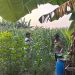 Polsek Gedangan Gandeng Petani Optimalkan Ketahanan Pangan Tanaman Jagung