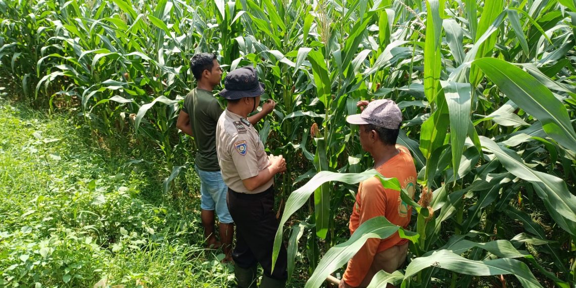 Polsek Balongbendo Dukung Swasembada Pangan, Optimalkan Perkembangan Tanaman Jagung Hibrida